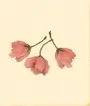 洋菓子店ローズ「桜」