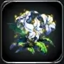 ラスクラ：ファルニアの花